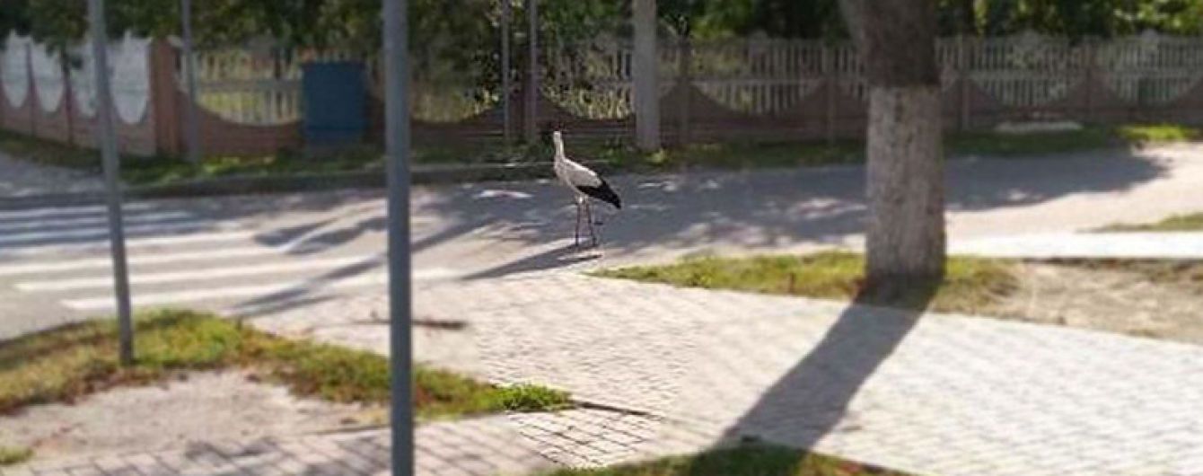 В Беларуси аист показал, как должен вести себя виновник аварии