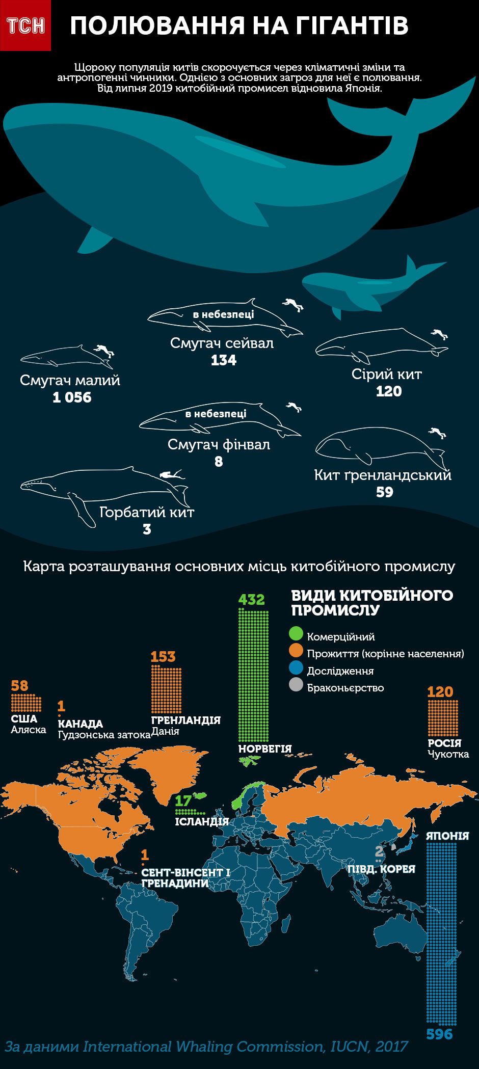 кити інфографіка