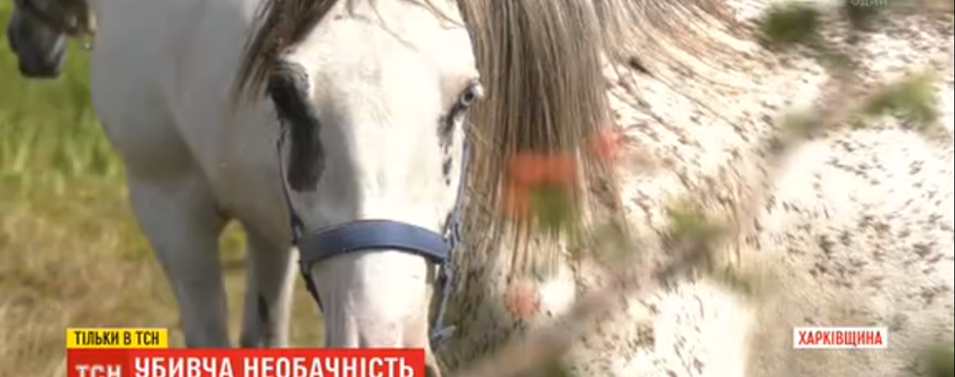 Несколько минут волокла по полю: на Харьковщине школьница погибла из-за напуганной кобылы