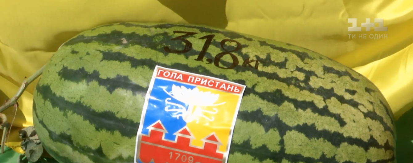 На Херсонщине определили самый большой арбуз сезона - его вес достиг почти 32 килограммов