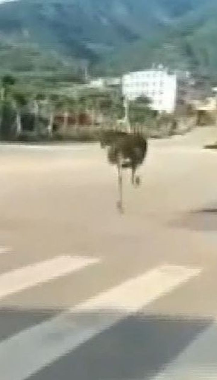 В Китае страус-беглец устроил переполох на дороге