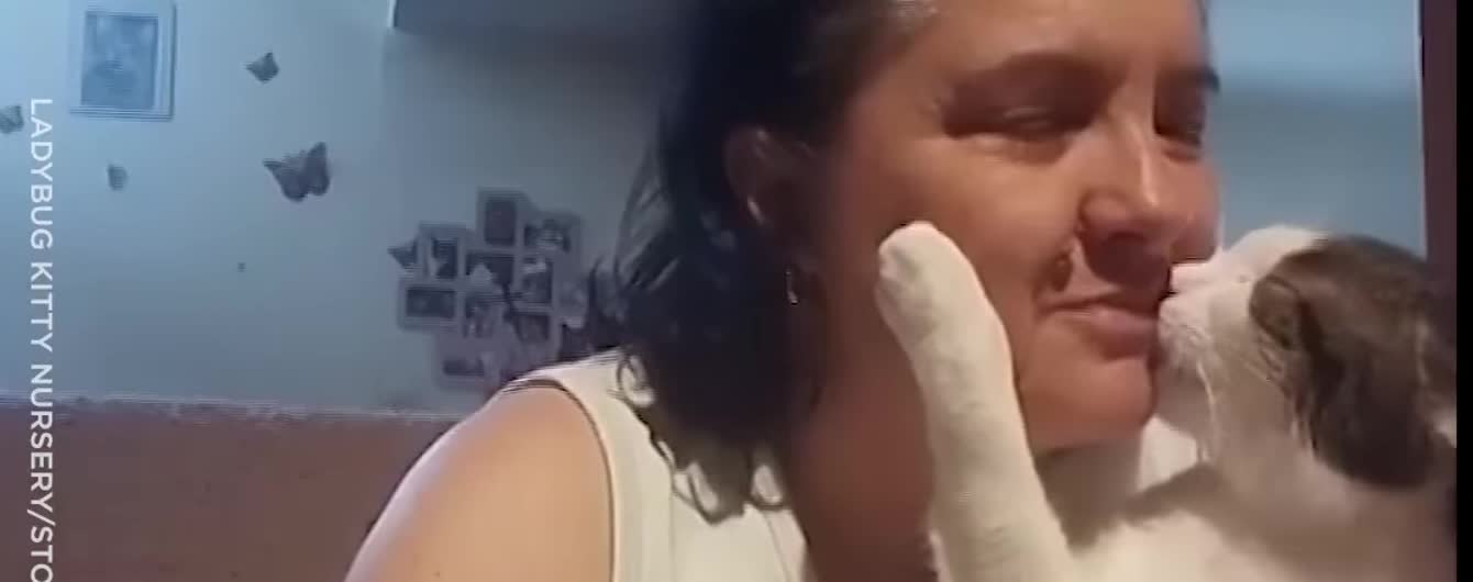 Секс під готелем в Хорватії і котик, що ніжно цілує господарку. Тренди Мережі