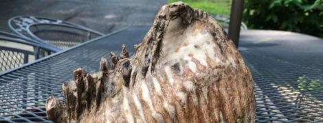 У США хлопчик натрапив на величезний зуб доісторичної тварини