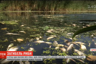 Падаль на берегах і жахливий сморід: у Харкові в річці Уди масово гине риба
