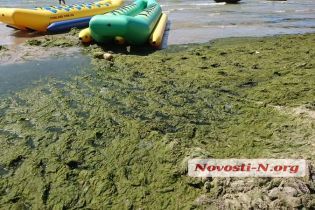 Пляж в Коблево позеленел от водорослей
