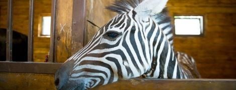 С харьковского экопарка сбежала зебра, горожан просят ее не ловить