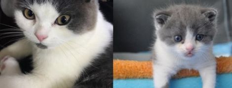 В Китае удалось успешно клонировать котенка