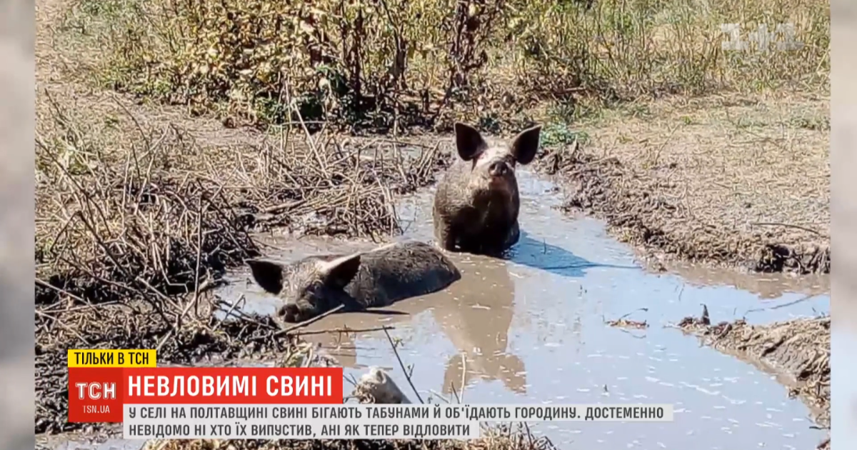 Свиная судьба: что ждет стаю животных, которые летом сбежали из сарая и истребили огороды крестьян на Полтавщине