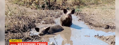 На Полтавщине начали отлов свиней, которые три месяца назад оказались на свободе и терроризировали крестьян
