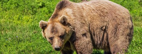У Росії ведмідь вбив коней депутата Держдуми