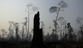 Так помирають "легені планети". У Бразилії не вщухають пожежі в Амазонських лісах