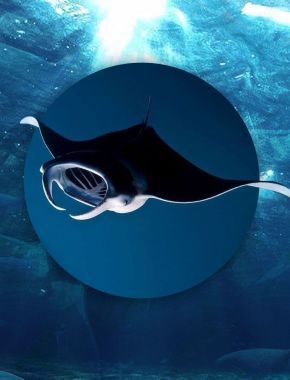 Вміють дружити та мають найбільший мозок з-поміж риб. Неймовірні факти про морських дияволів