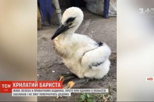 Под Киевом аист Федор сбежал от хозяев и устроился баристой на столичных Позняках