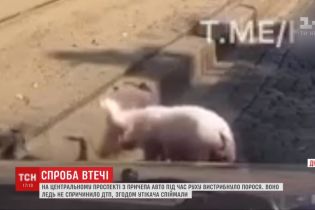 Відчайдушна спроба втечі: у Дніпрі водії ловили порося просто посеред автошляху