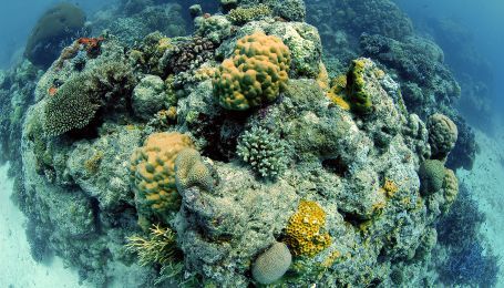 Чому помирає Великий бар'єрний риф та чи можна ще його врятувати