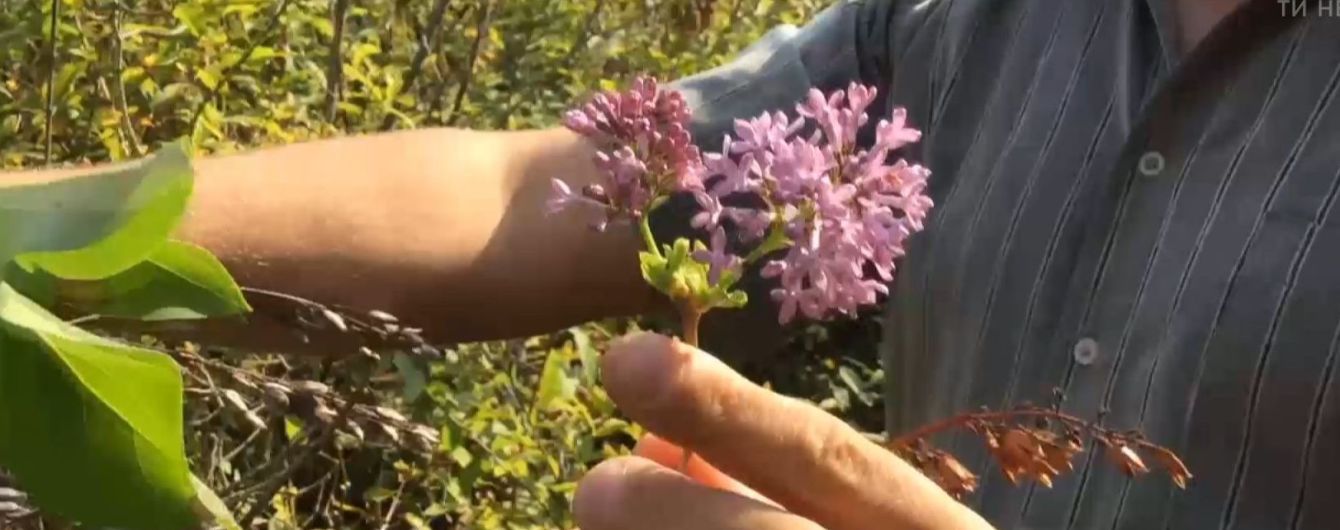 В Чернигове наступила "вторая весна": зацвели каштаны и сирень