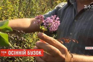 В Чернигове наступила "вторая весна": зацвели каштаны и сирень