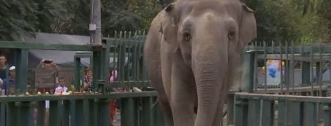 Стокілограмовий торт, кошик рожевих лілій і оркестр: одеську слониху привітали з 40-річчям