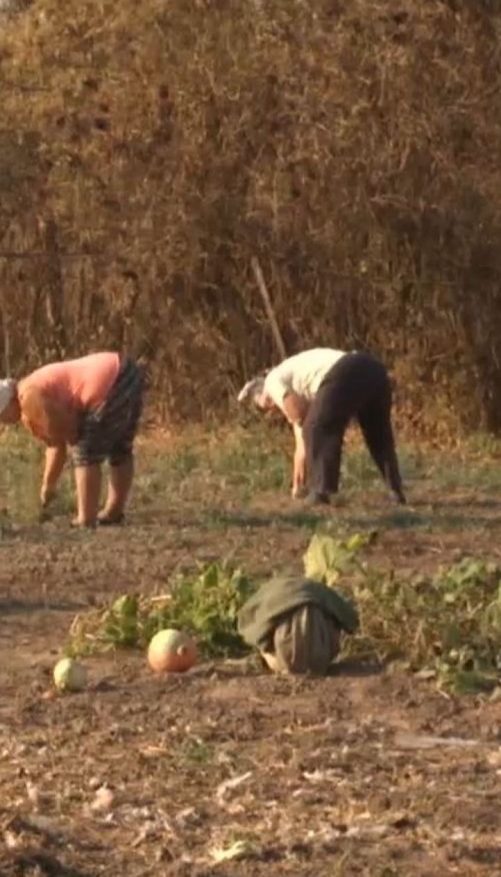 Культ картоплі: що вигідніше - вирощувати самому чи купити у супермаркеті