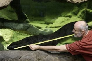 Ученые нашли самую большую в мире амфибию. Ее вид вымирает из-за пристрастия людей к деликатесам