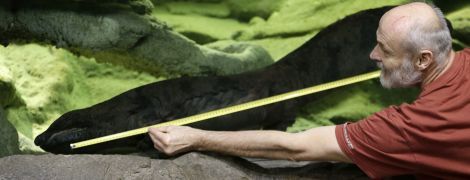 Учені знайшли найбільшу в світі амфібію. Її вид вимирає через пристрасть людей до делікатесів