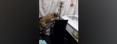 На Филиппинах сняли трогательное видео с собакой, которая прощается с умершим хозяином