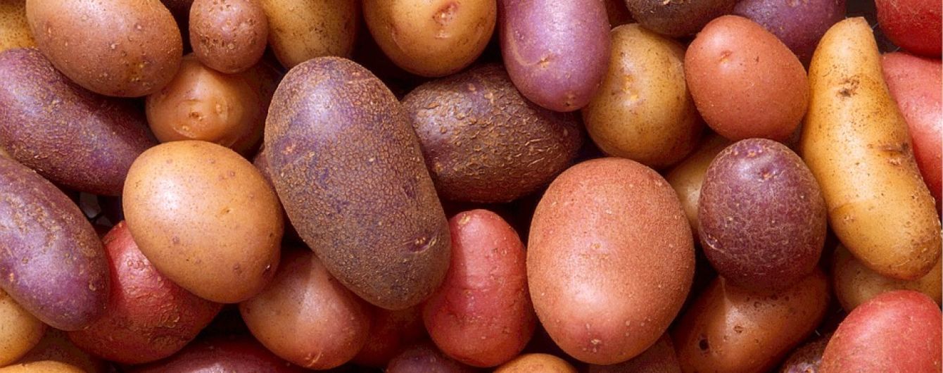 "Красная цена": почему не уродила картошка и когда ждать подорожания