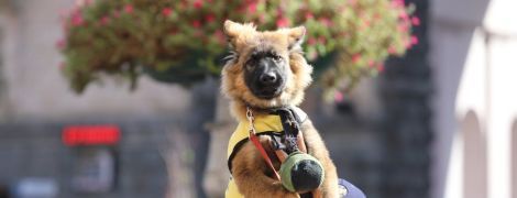 В Киеве пятерых щенков посвятили в спасатели. Теперь у них есть форменная одежда и специальный вольер