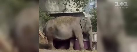 В Харькове сняли на видео прогулку слона