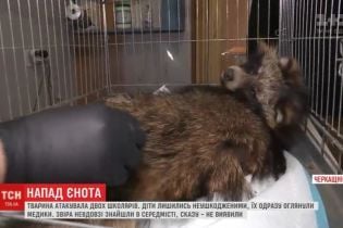 На Черкасчине енот напал на двух школьников и благодаря этому получил медицинскую помощь и еду