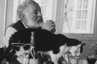 Исследование: коты любят людей не меньше, чем собаки. Эксперимент продолжается