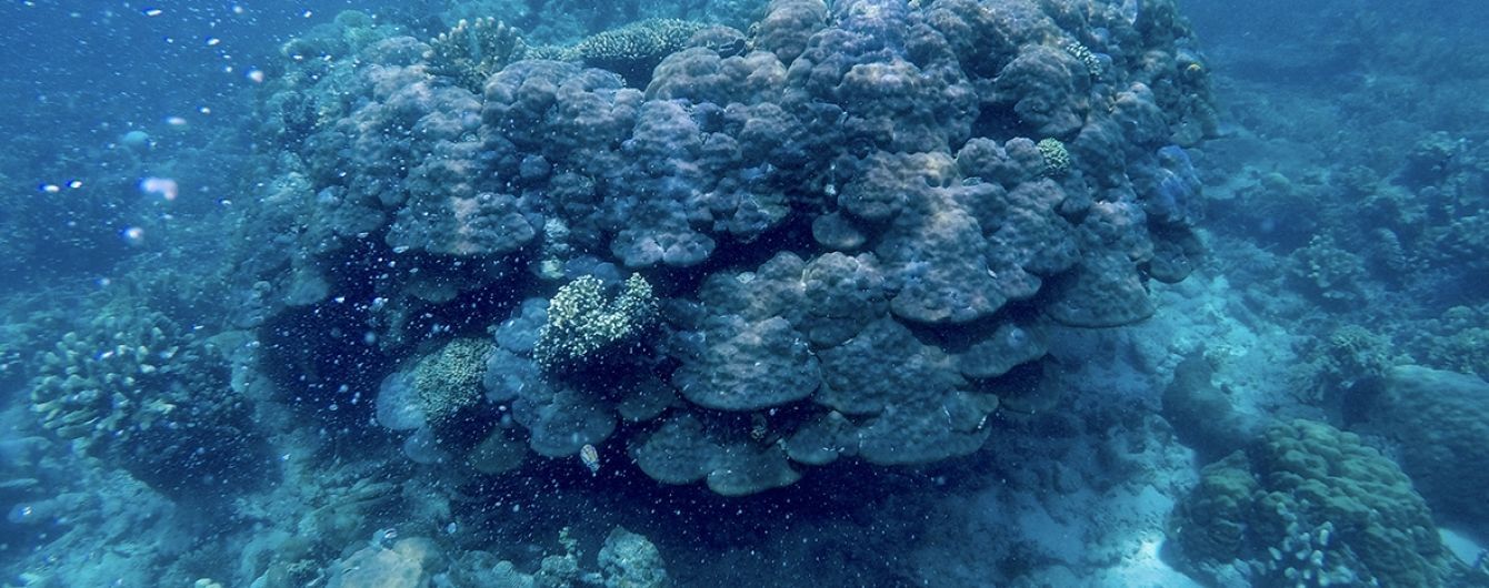 #PledgeForPlanet - новая инициатива компании Mars усиливает действия по борьбе с изменением климата