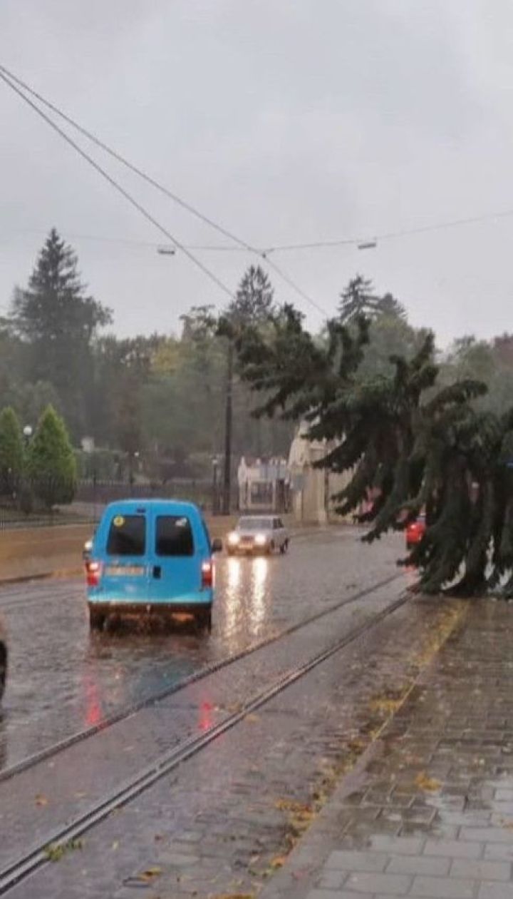 Буревій повалив дерева та обірвав електродроти у Львові