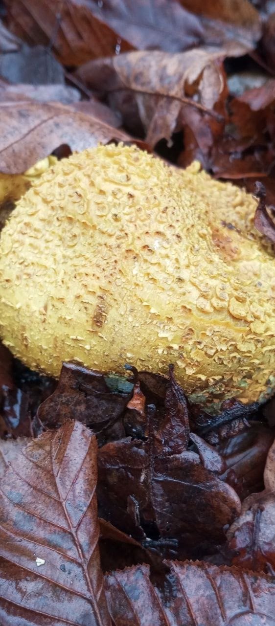 Псевдодощовик золотистий (Scleroderma citrinum). Фото: Ківерцівський національний природний парк «Цуманська пуща»