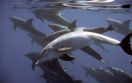 Жестокое убийство более тысячи дельфинов на Фарерских островах оказалось бесполезным