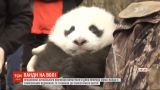 Працівники китайського звіринця випустили в дику природу сімейство панд