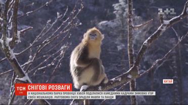 Национальный парк Китая поделился забавными кадрами своих подопечных