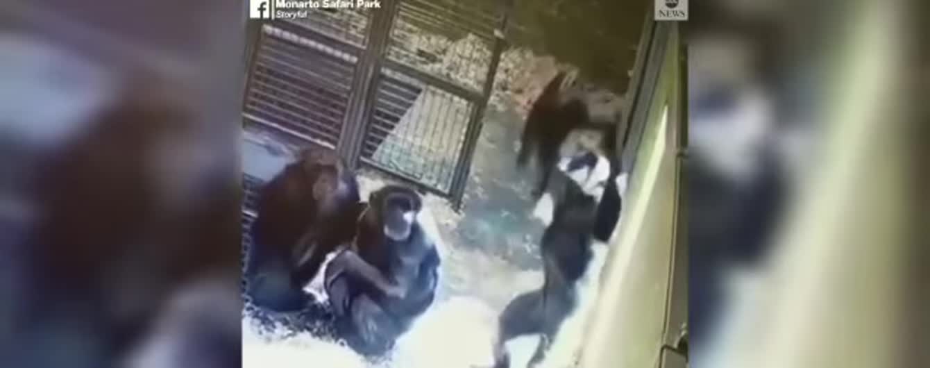 Мережу замилувало відео із мамою-шимпанзе, яка радісно підкидає дочку
