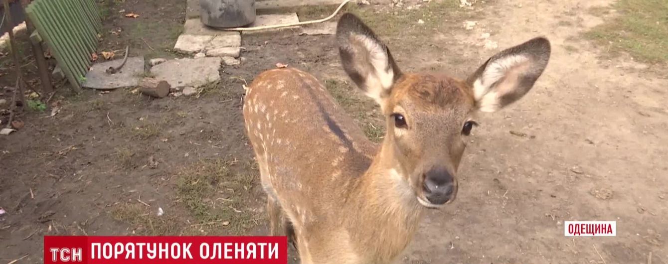 В селе на Одесчине олененок стал домашним животным