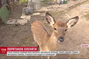 В селе на Одесчине олененок стал домашним животным