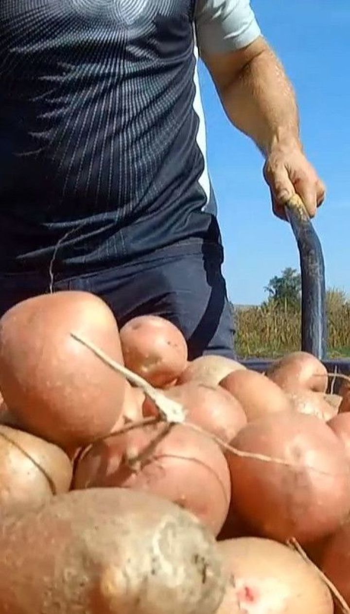 Красна ціна: чи вродила цьогоріч картопля, і яких цін чекати