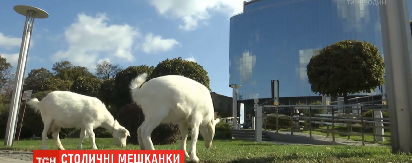 У центрі Києва живуть кози: як і чому тварини опинилися у столиці
