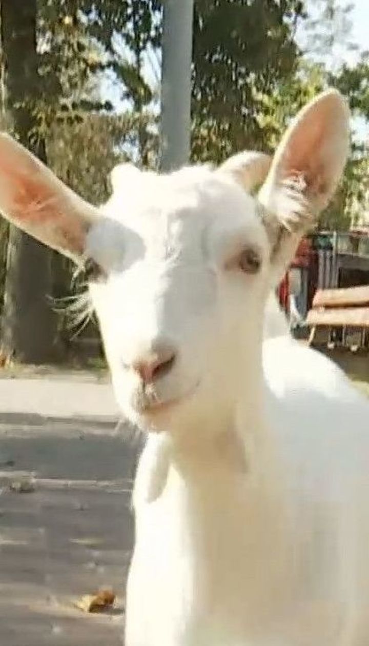 В центре Киева живут козы: как и почему животные оказались в столице