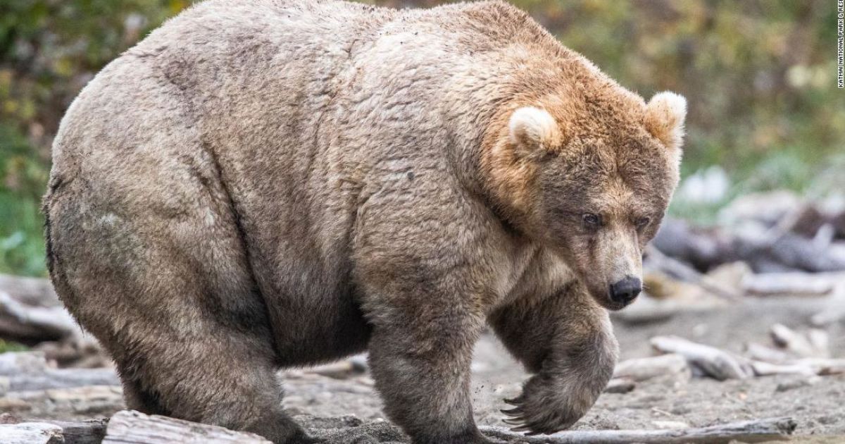 Да здравствует королева полноты. На Аляске выбрали самую толстую медведицу – ее путь к победе в фото