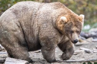 Да здравствует королева полноты. На Аляске выбрали самую толстую медведицу – ее путь к победе в фото