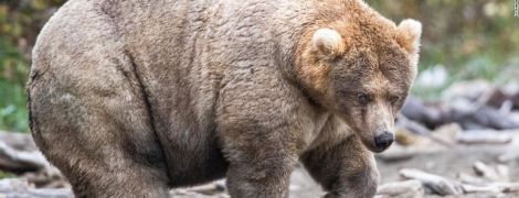 Слава королеві гладкості. На Алясці обрали найтовстішу ведмедицю – її шлях до перемоги у фото