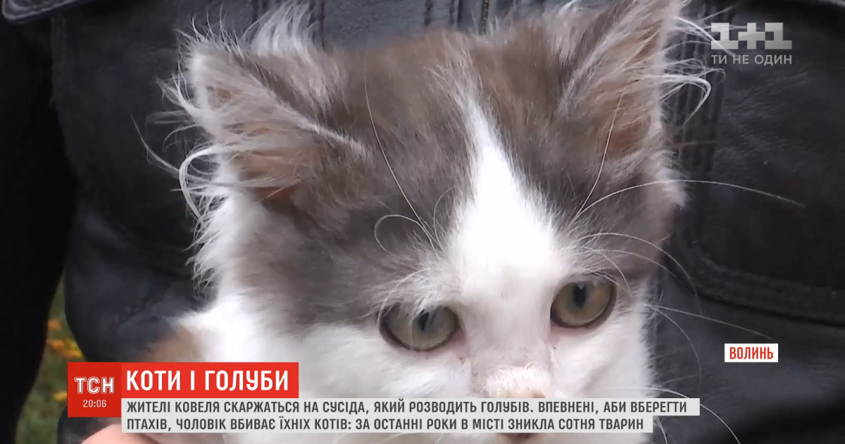 Жители двух улиц Ковеля утверждают, что их котов ловит и убивает сосед