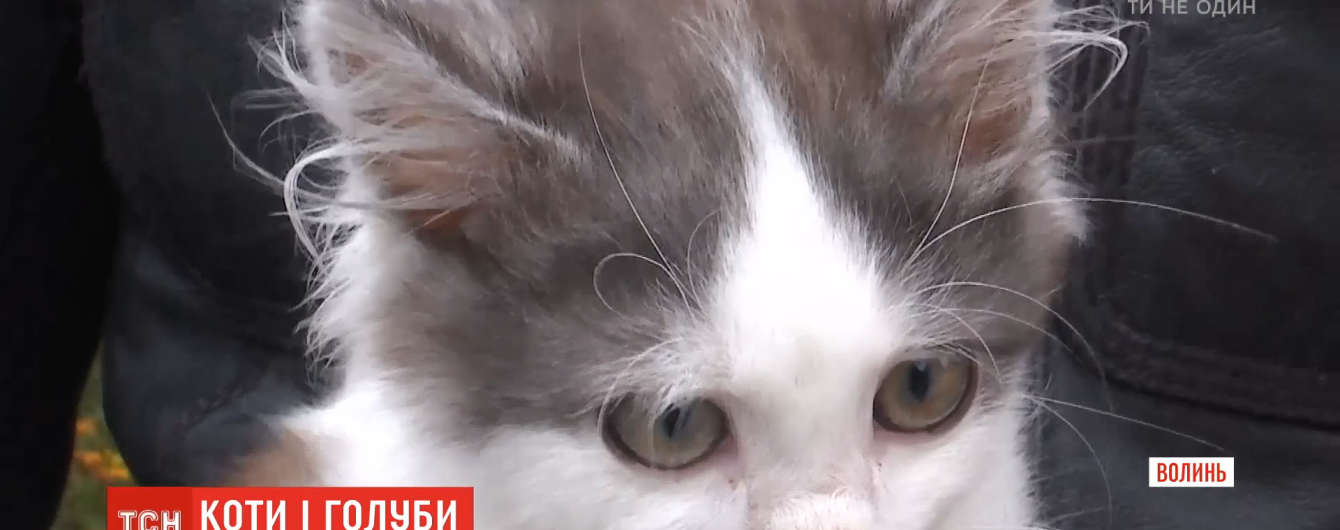 Жители двух улиц Ковеля утверждают, что их котов ловит и убивает сосед
