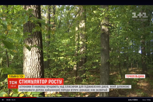 Тернопольские агрономы разработали эликсир для быстрого роста дубов