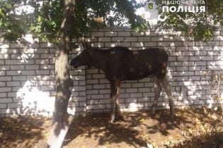 В Рубежном полицейские перекрыли дорогу, чтобы поймать краснокнижного лося